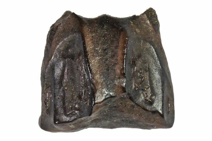 Fossil Hadrosaur (Edmontosaurus) Shed Tooth- Montana #110954